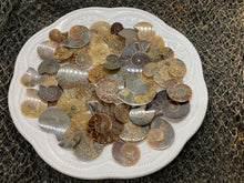 Load image into Gallery viewer, Ammonite Fossil Pairs - Amethyst Aura Moon