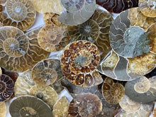 Load image into Gallery viewer, Ammonite Fossil Pairs - Amethyst Aura Moon