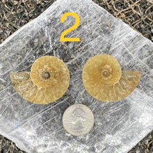 Load image into Gallery viewer, Ammonite Fossil Pairs - Amethyst Aura Moon