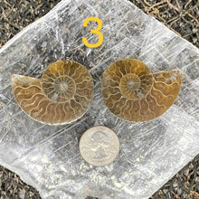 Load image into Gallery viewer, Ammonite Fossil Pairs - Amethyst Aura Moon