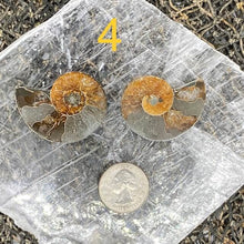 Load image into Gallery viewer, Ammonite Fossil Pairs - Amethyst Aura Moon