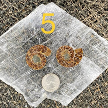 Load image into Gallery viewer, Ammonite Fossil Pairs - Amethyst Aura Moon