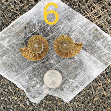 Load image into Gallery viewer, Ammonite Fossil Pairs - Amethyst Aura Moon