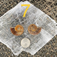 Load image into Gallery viewer, Ammonite Fossil Pairs - Amethyst Aura Moon