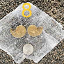 Load image into Gallery viewer, Ammonite Fossil Pairs - Amethyst Aura Moon