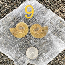 Load image into Gallery viewer, Ammonite Fossil Pairs - Amethyst Aura Moon