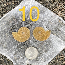 Load image into Gallery viewer, Ammonite Fossil Pairs - Amethyst Aura Moon