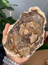 Load image into Gallery viewer, Petrified Wood Slabs - Amethyst Aura Moon