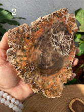 Load image into Gallery viewer, Petrified Wood Slabs - Amethyst Aura Moon